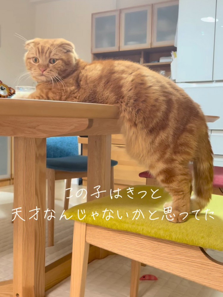 振り向く猫