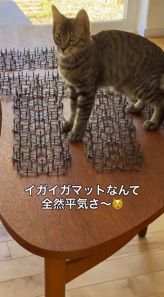 猫よけマットの上に立つ猫