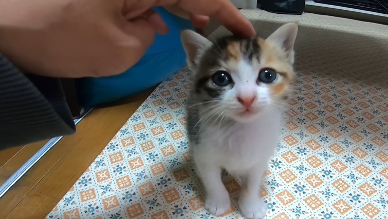 カメラ目線の子猫