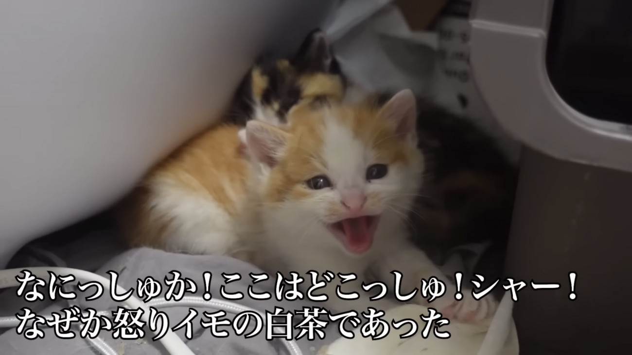 シャーする猫の写真