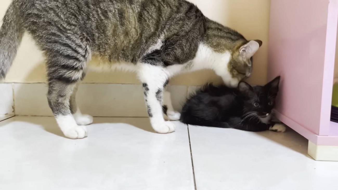 子猫の背中をなめる成猫