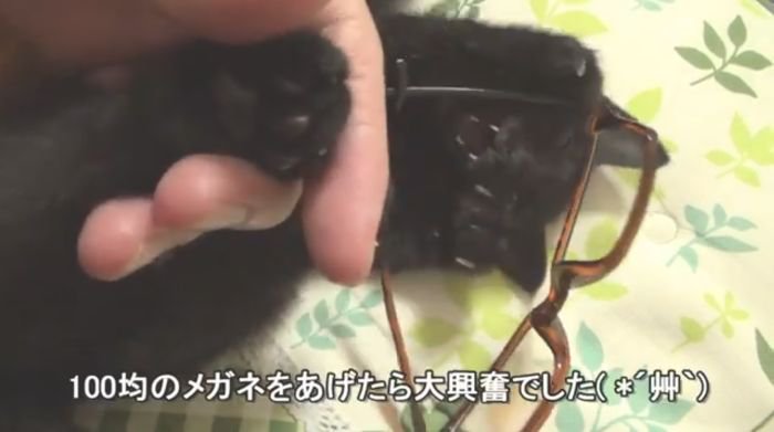メガネに夢中のロコちゃん%%