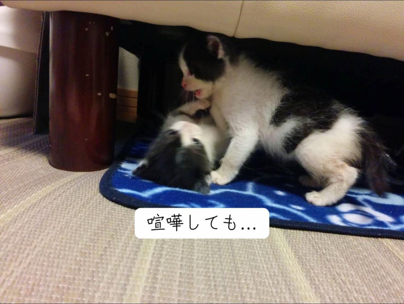 じゃれ合う2匹の子猫