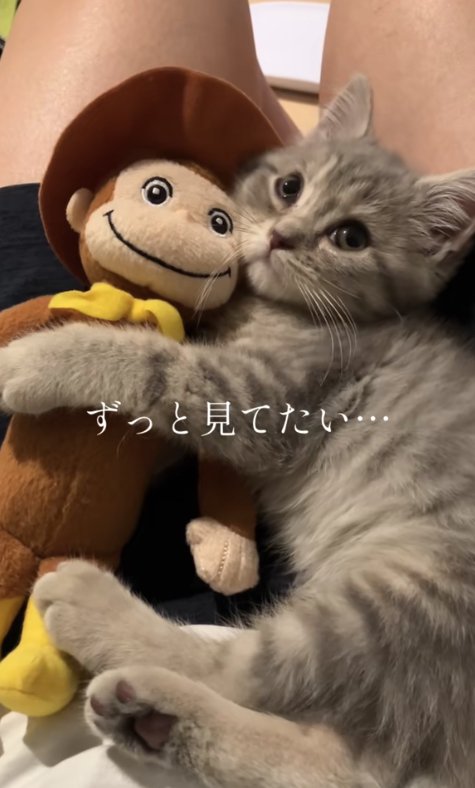 飼い主の膝の上でぬいぐるみを抱えて斜め上を見つめる子猫