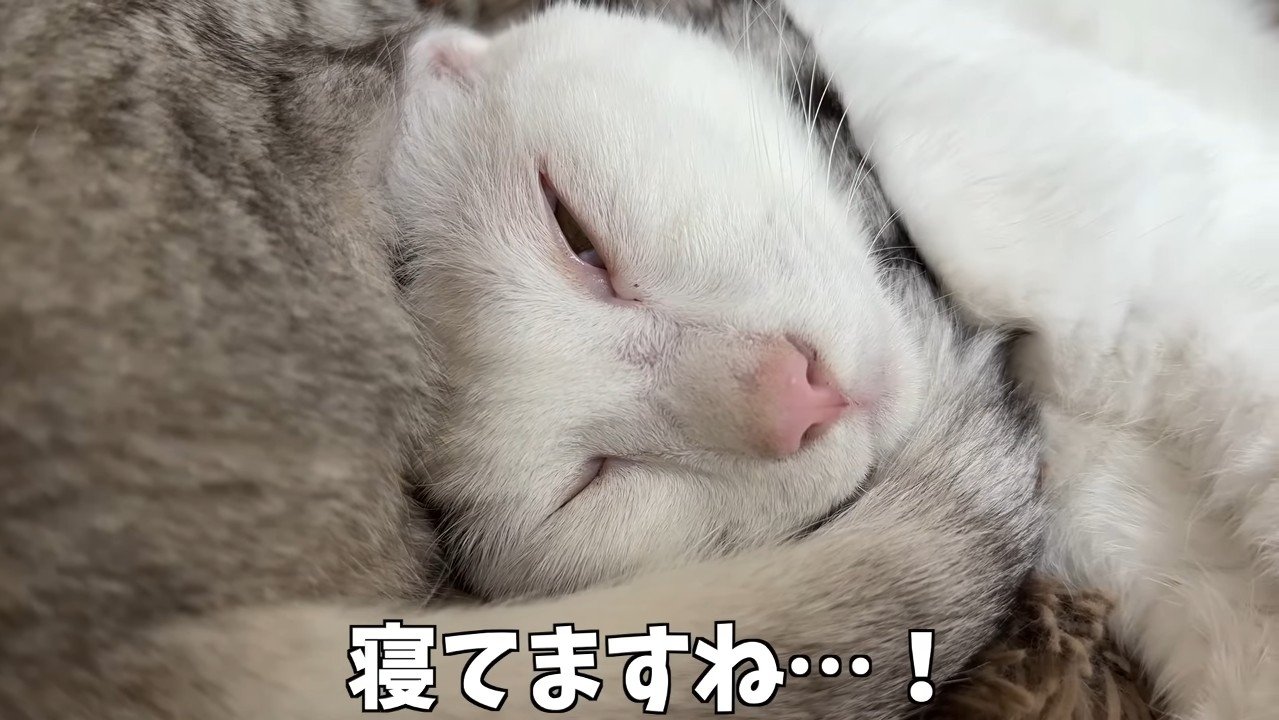 寝てますね…！