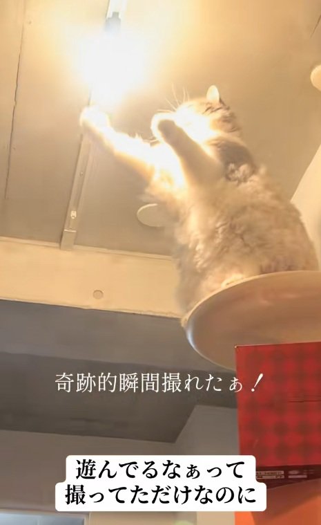 光りだした電球と猫