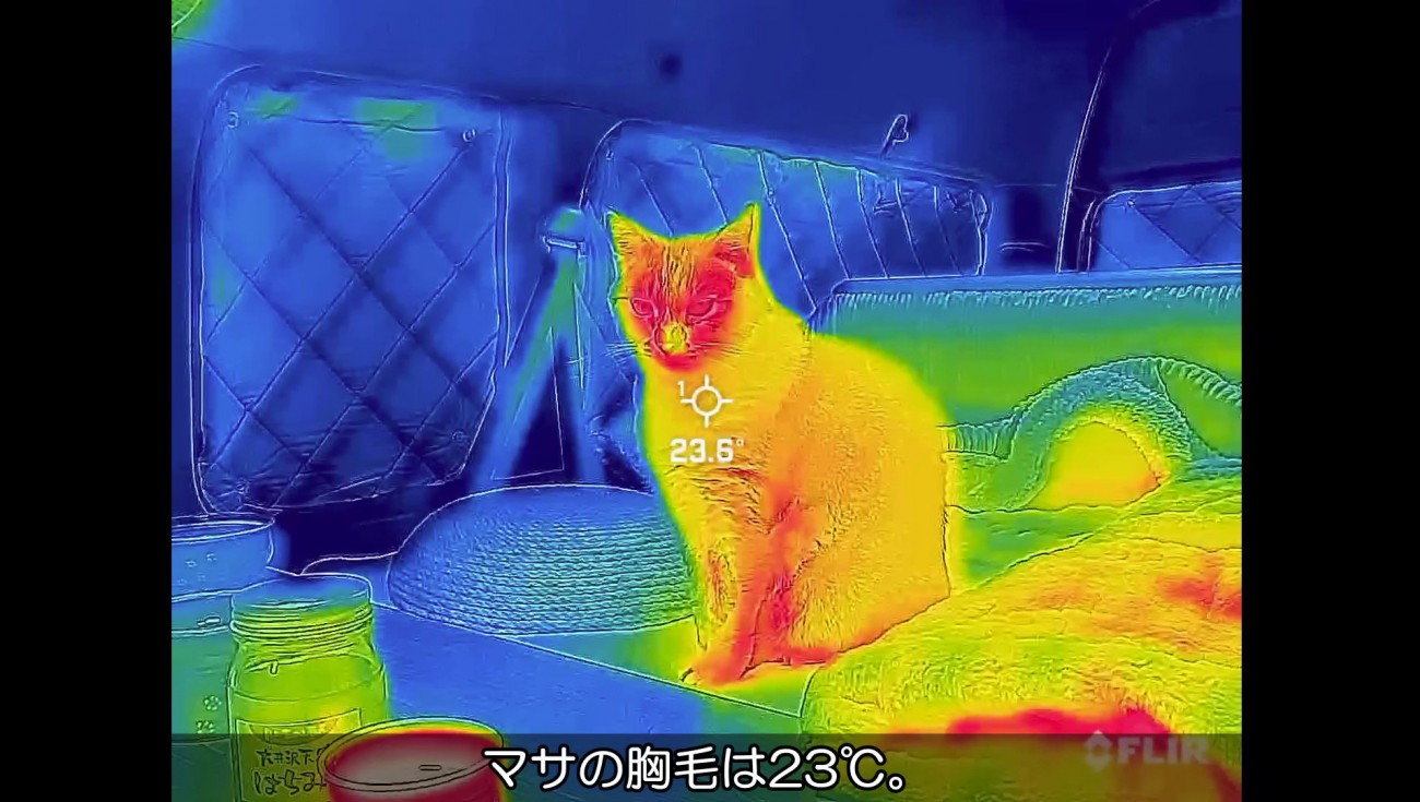 マサくんのサーモグラフィ画像