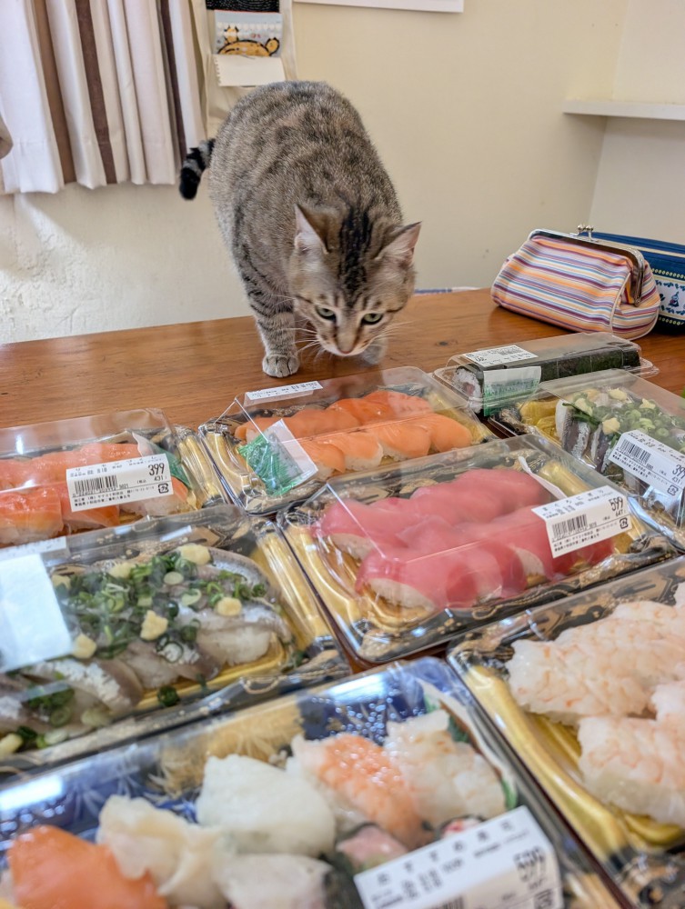 寿司を見る猫