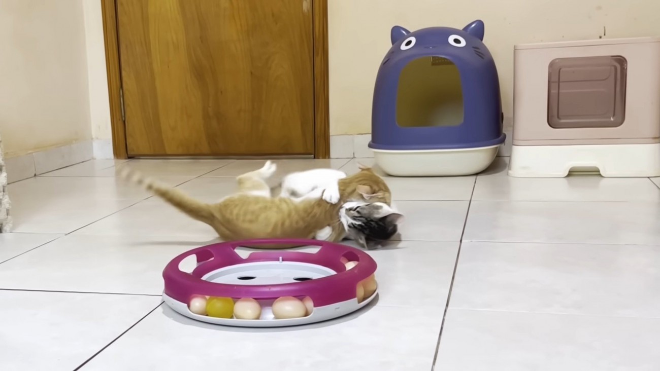 じゃれ合う2匹の猫