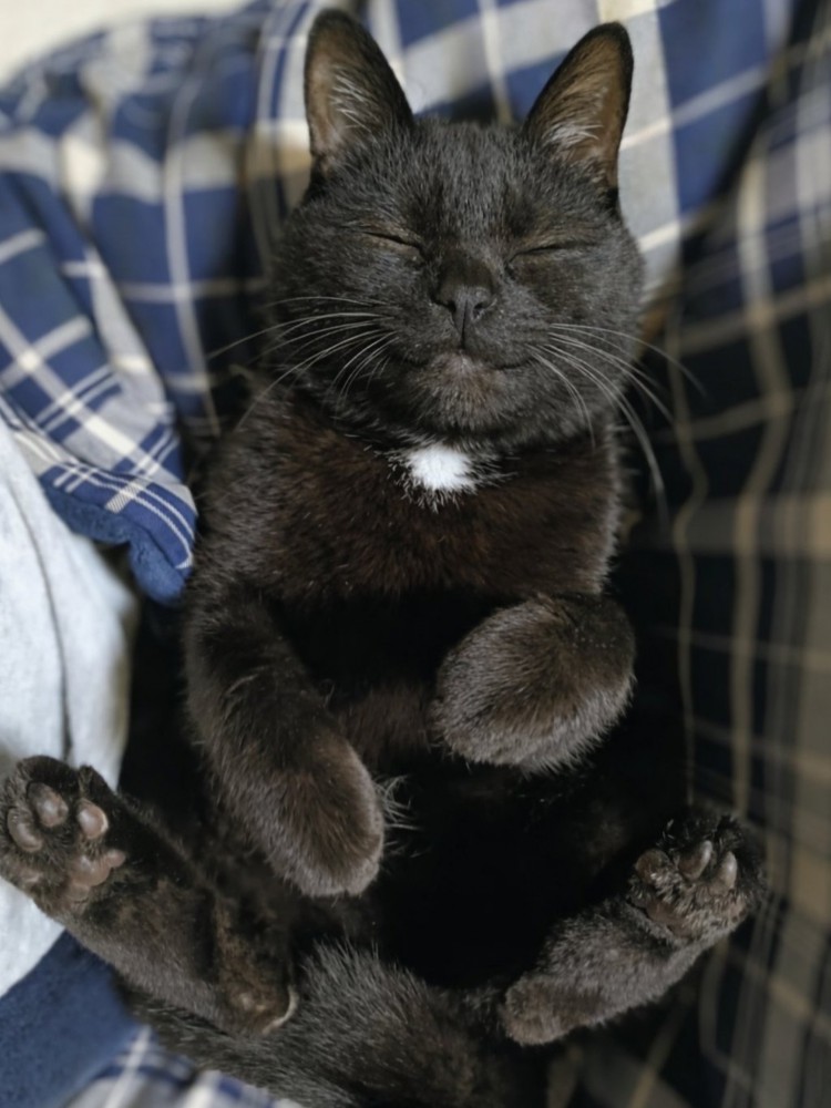 飼い主の膝の上でへそ天で眠る黒猫