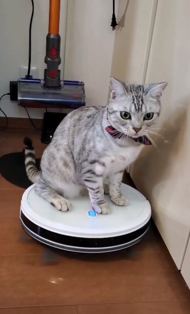 ロボット掃除機に乗る猫3