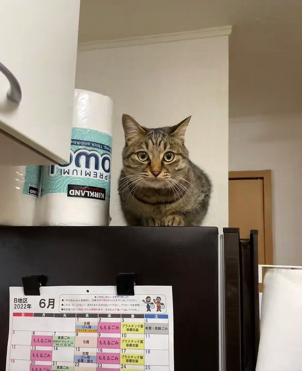 冷蔵庫の上にいる猫