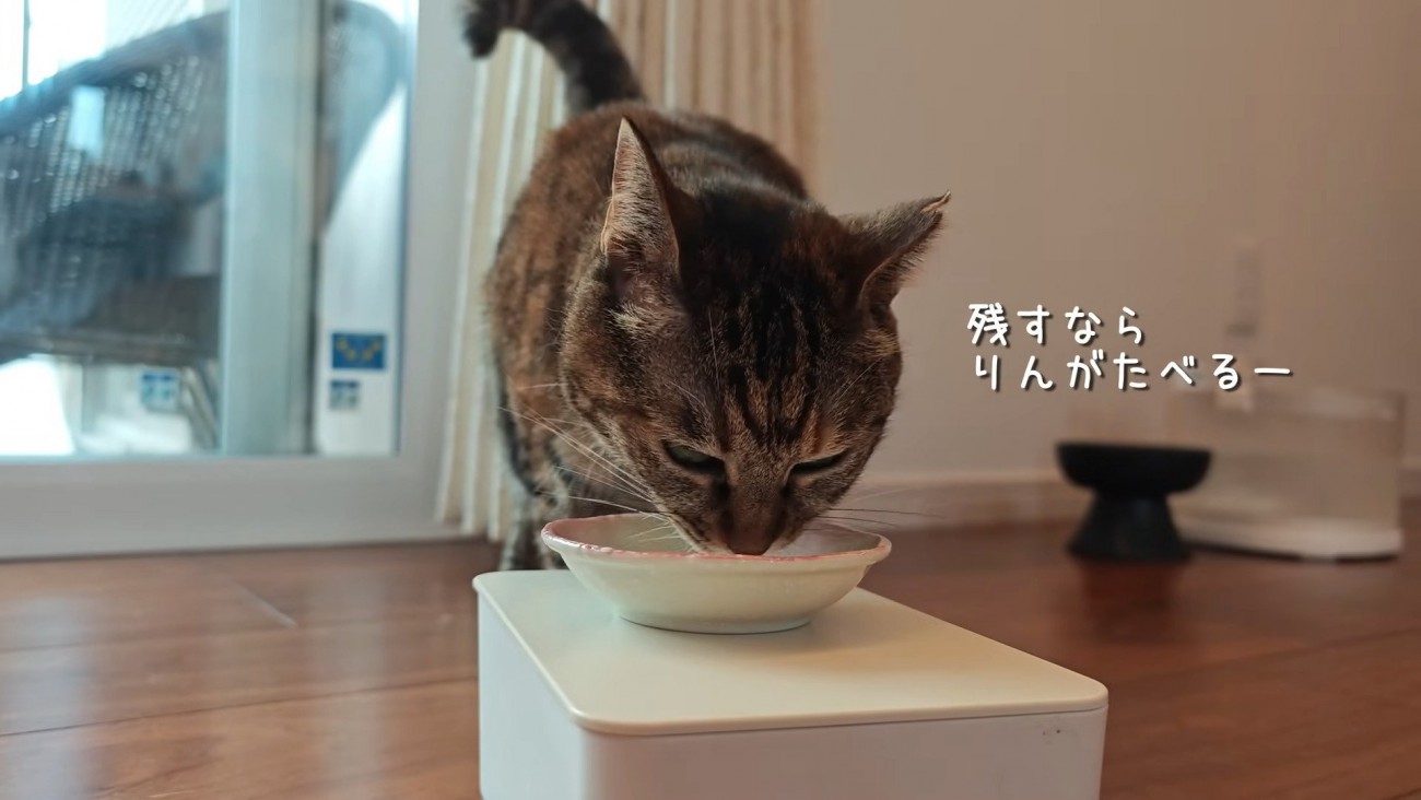 ヨーグルトを食べるりんちゃん