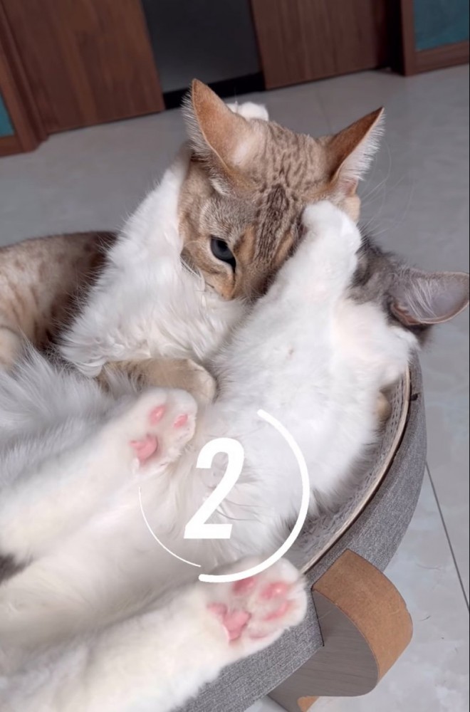 こちらを見つめる2