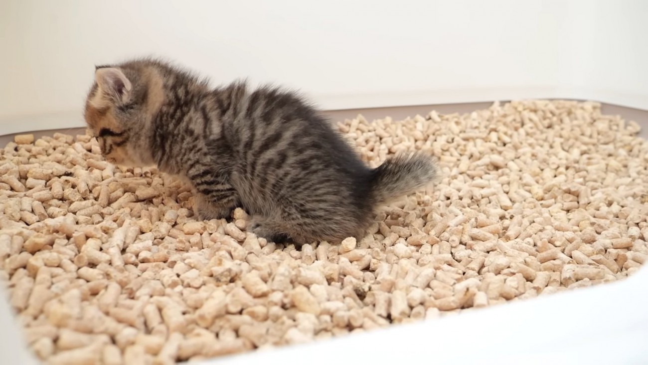 トイレ中の子猫