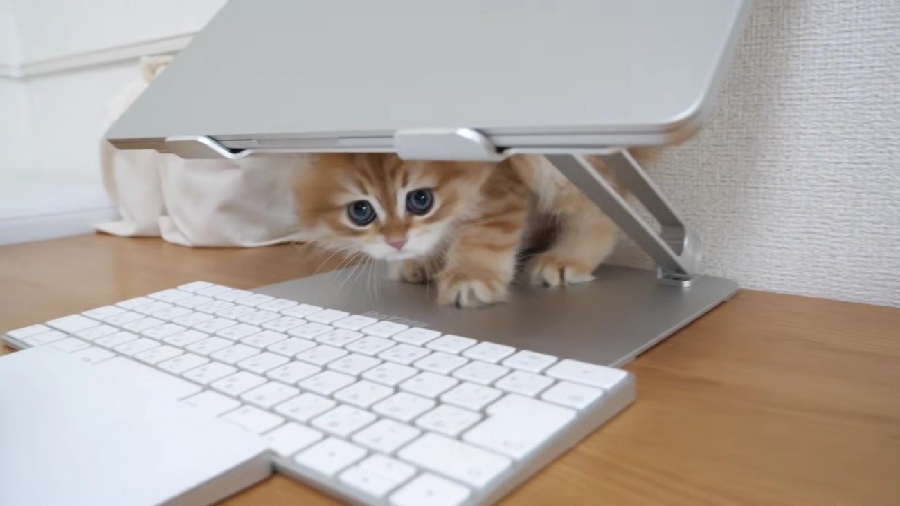 ノートPCとキーボードの間からのぞく子猫