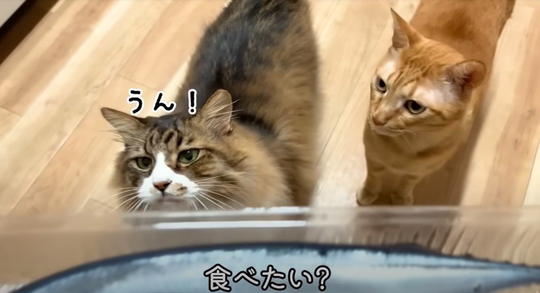 手前に生のサンマ、奥に猫2匹