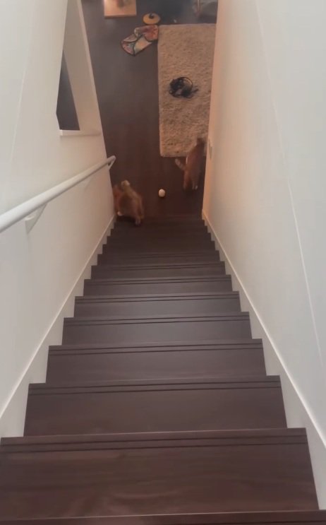 階段を下りきった2匹の猫