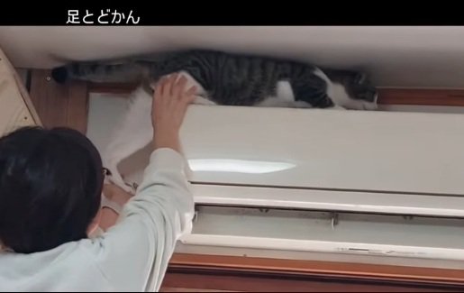 エアコンに登る猫