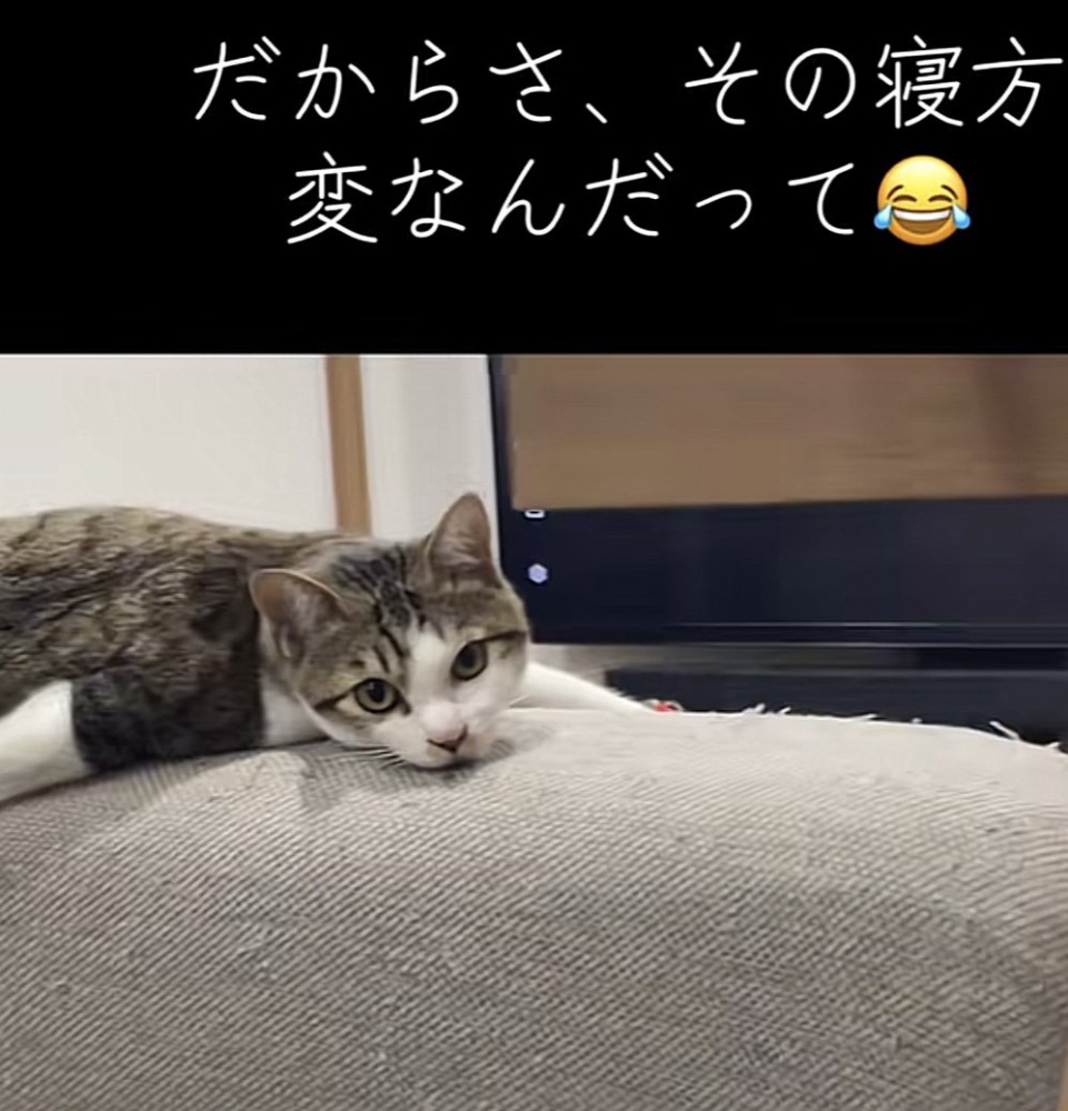 カメラ目線の猫の写真1