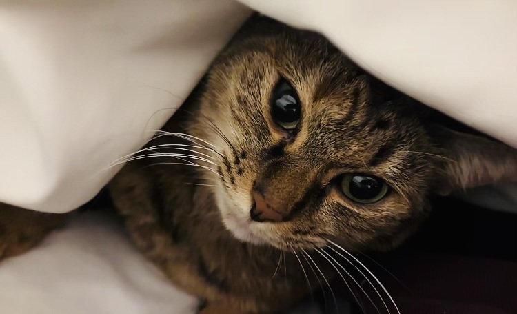 布団の中のキジトラ猫
