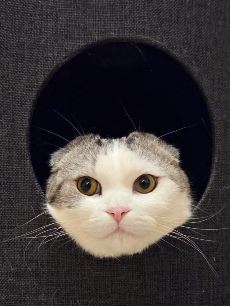 穴から顔を出す猫