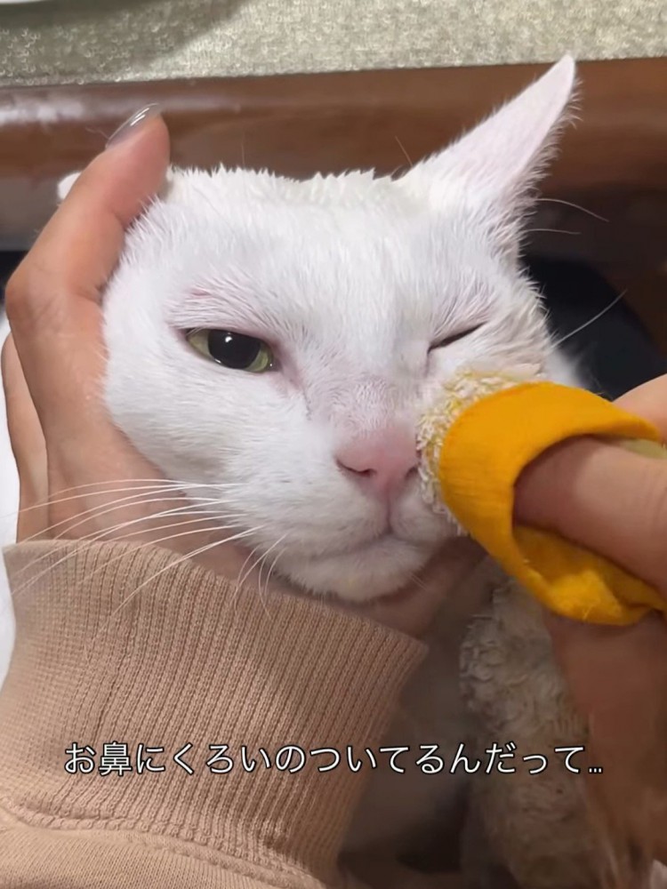 顔を拭かれる猫