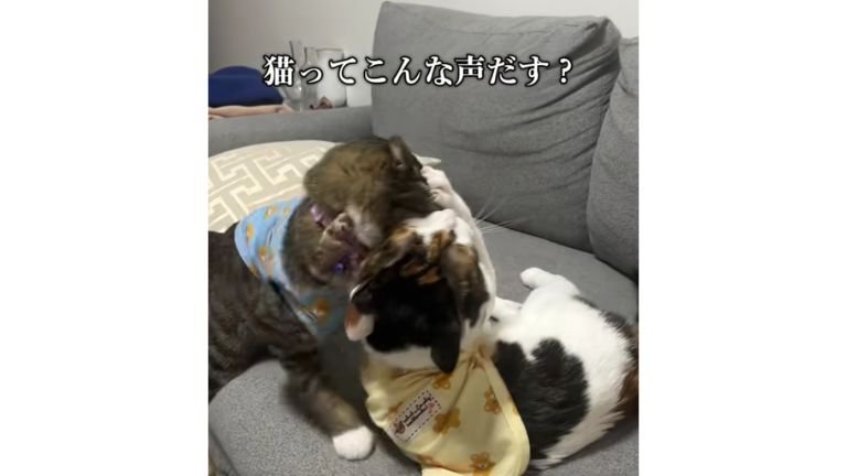 ケンカしている猫たち