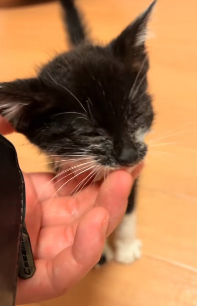 きれいになった子猫