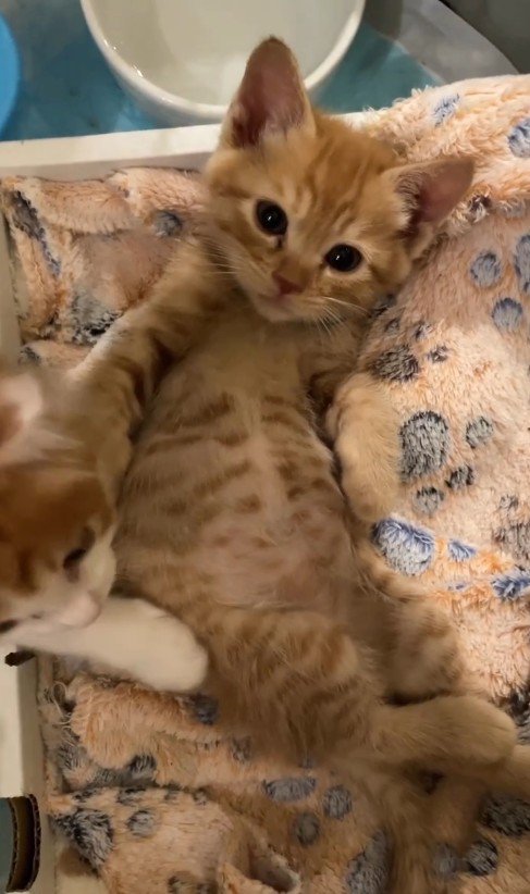 茶トラのおなかに手を置く茶白