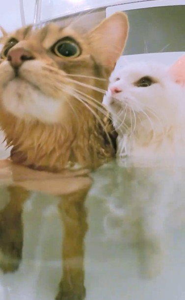 湯船に浸かっている2匹の猫