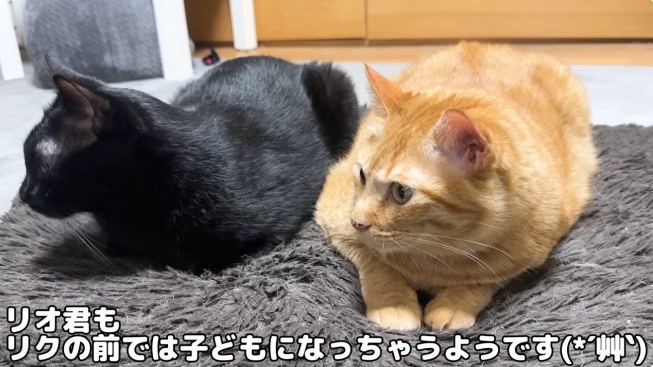 並んで座っている猫