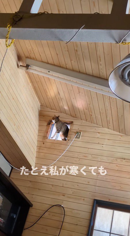 部屋の上部に開いた穴に座る猫