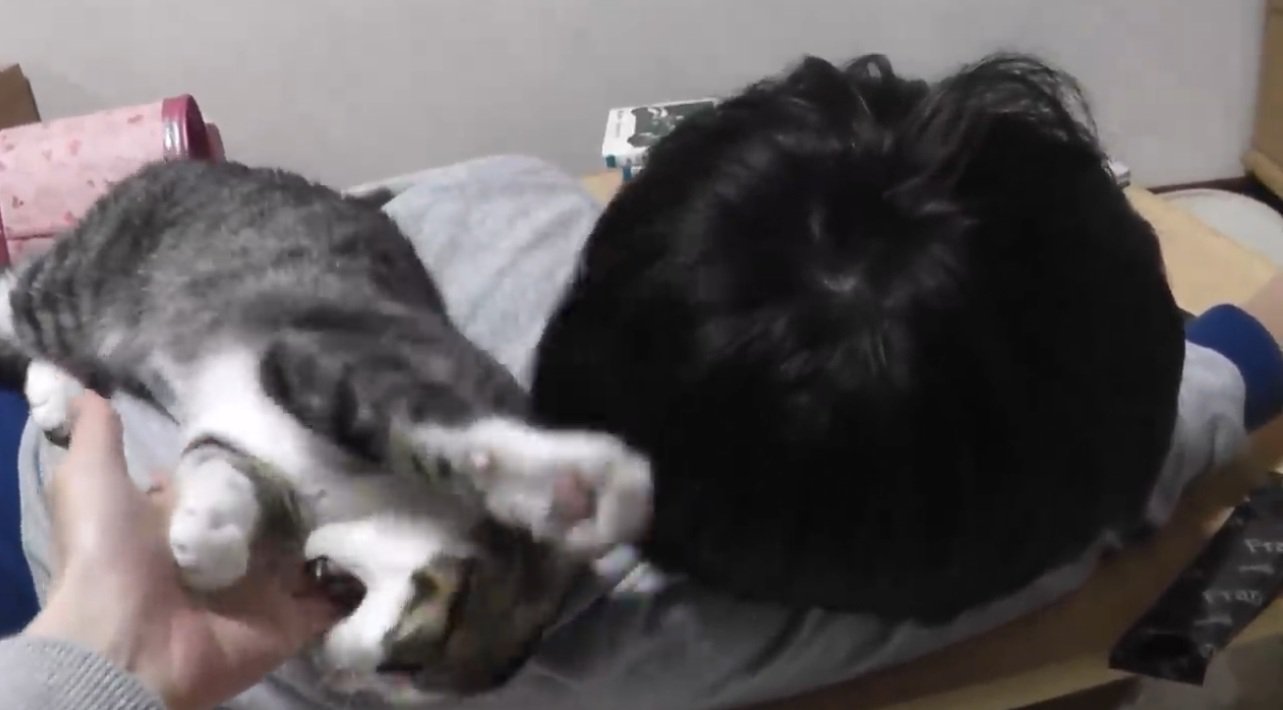 男の子の背中から落ちそうになる子猫