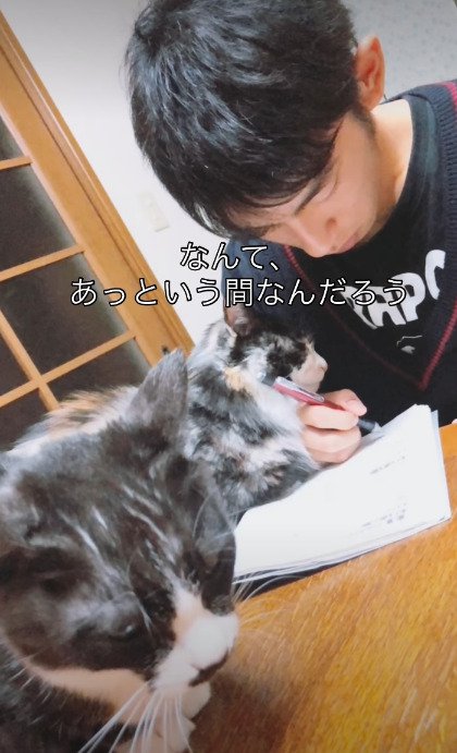 机の上にいる猫たちのそばで勉強するお兄ちゃん