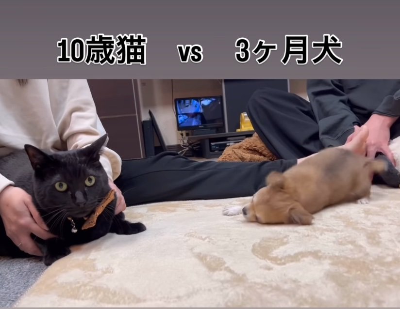 遊びにさそう子犬