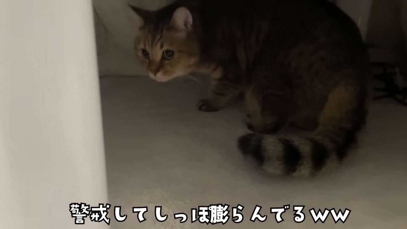 シッポがふくらむみにらくん