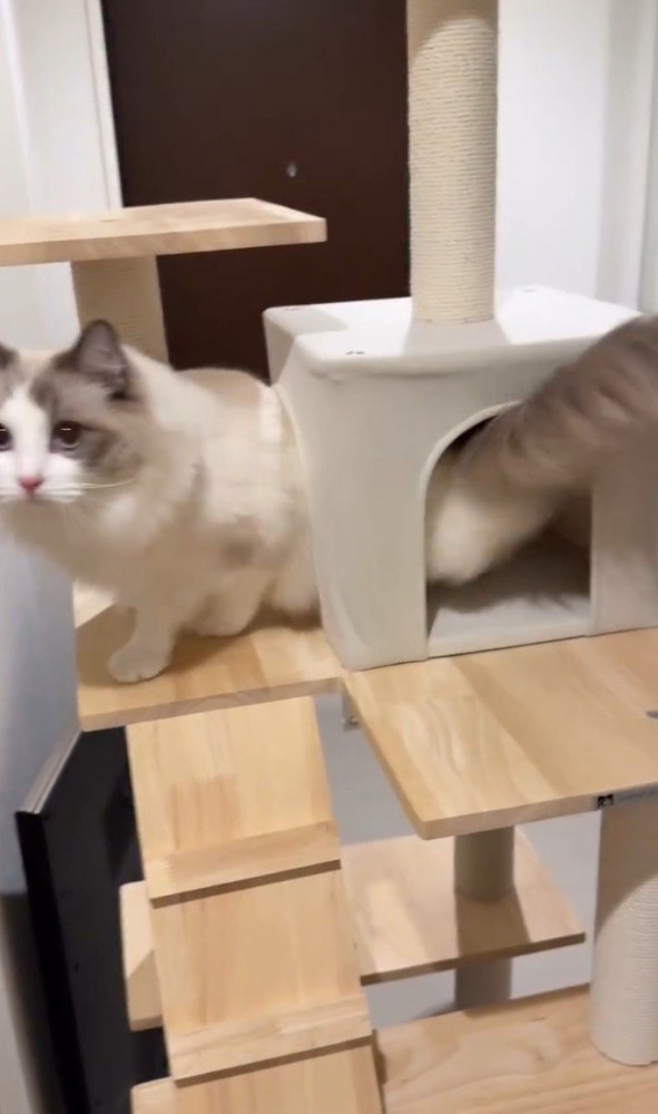 トンネルをくぐる猫