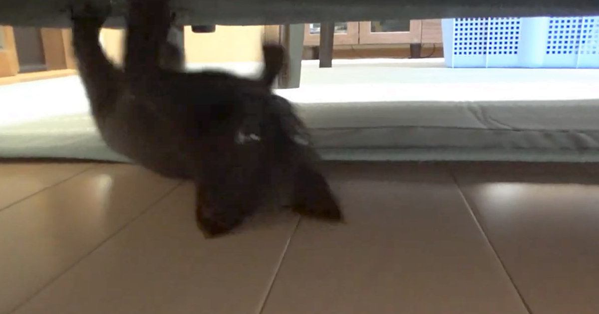逆さ走りする子猫