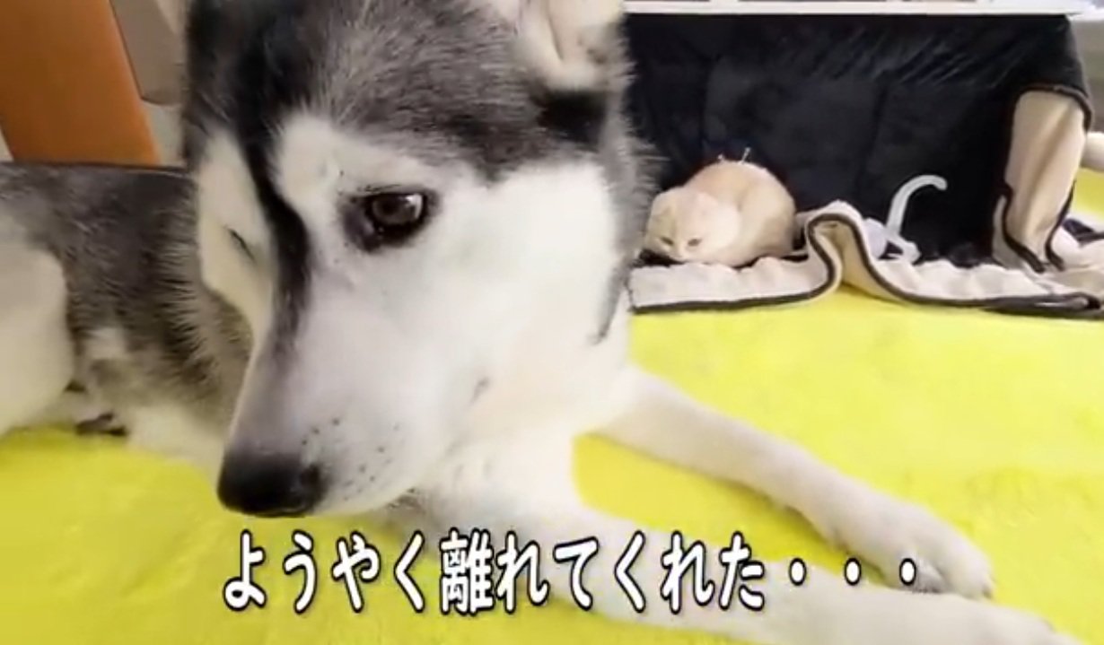 ハスキーと近くにすわっている子猫