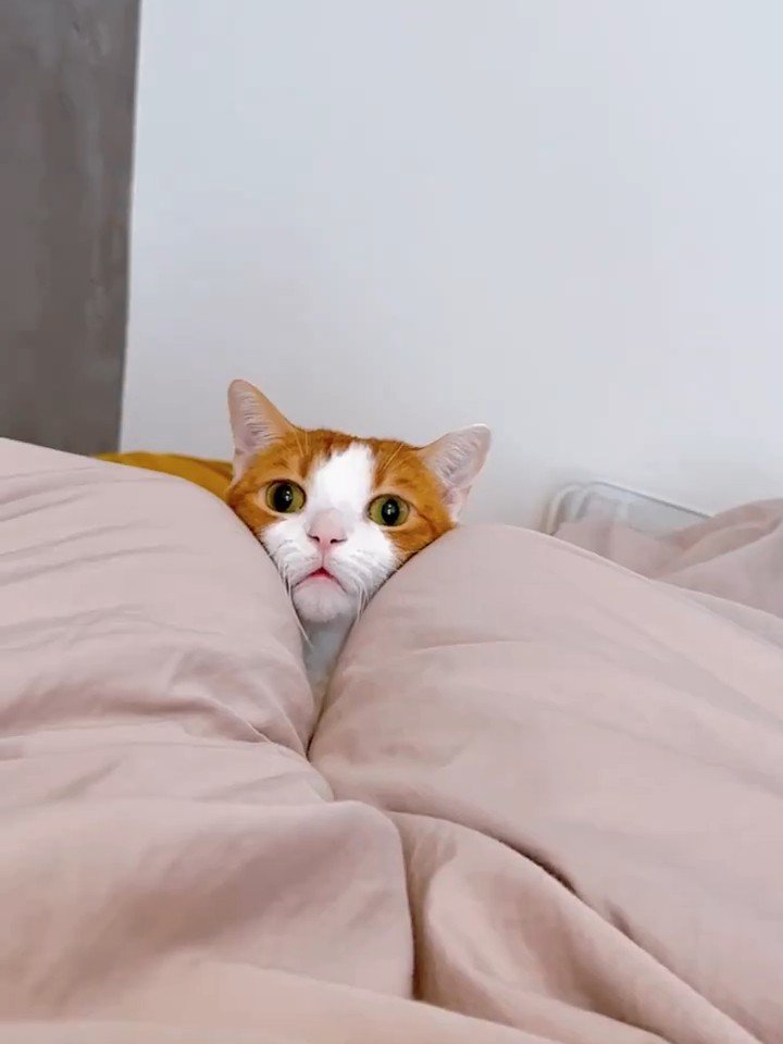 顔を挟まれる猫