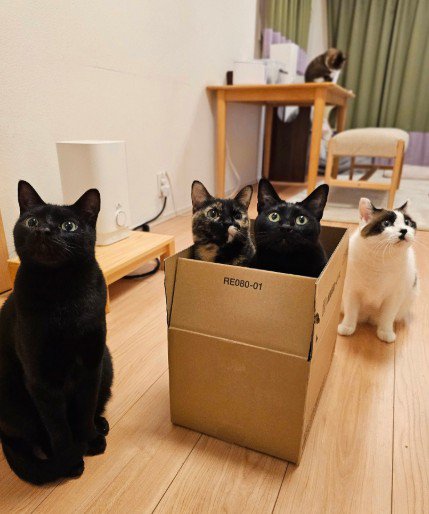 段ボールの周りに集まってくる猫たち