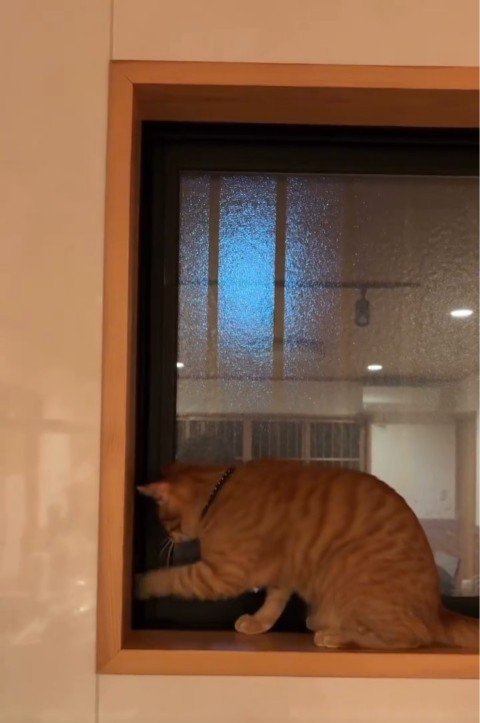 窓を自分で開ける猫