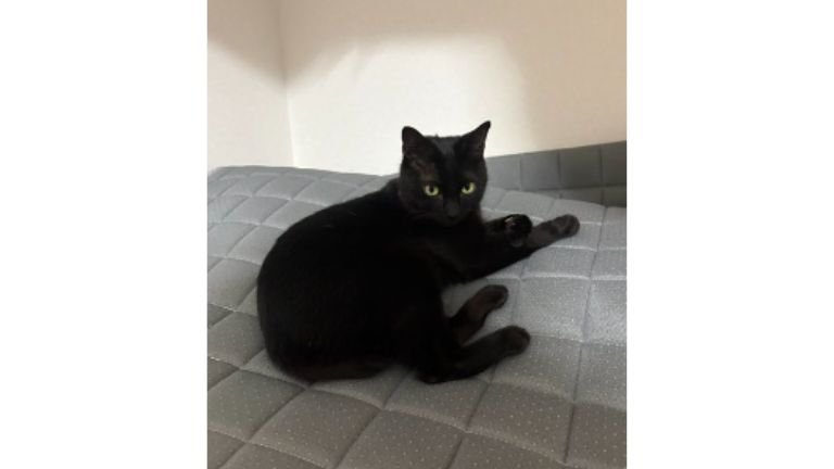 室内にいる猫