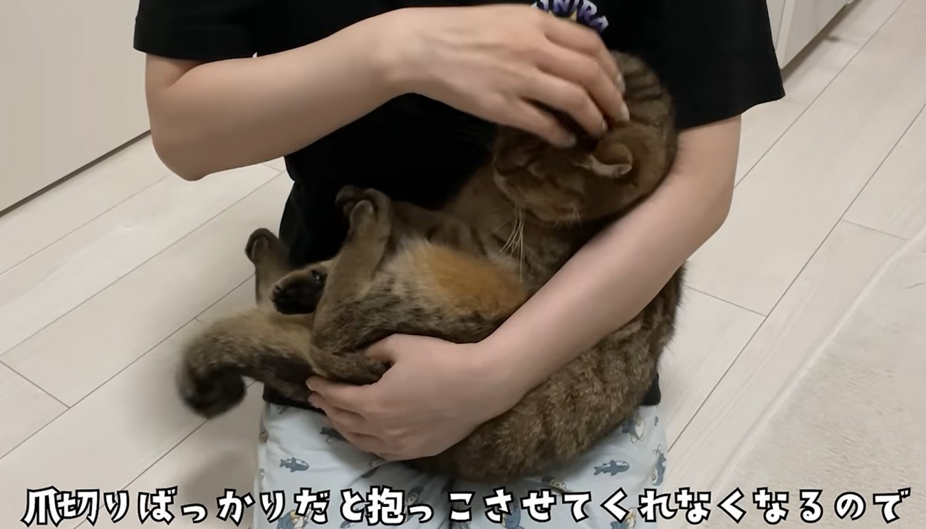赤ちゃん抱っこをされる猫（つめきりばっかりだと抱っこさせてくれなくなるので）