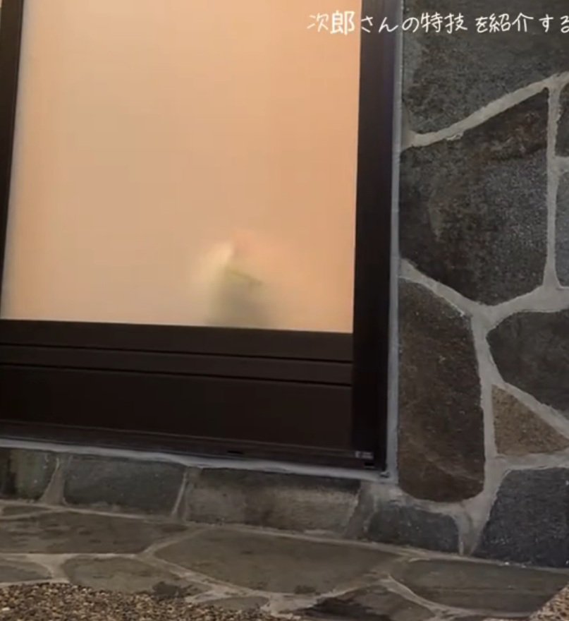 ドアの前に立つ猫