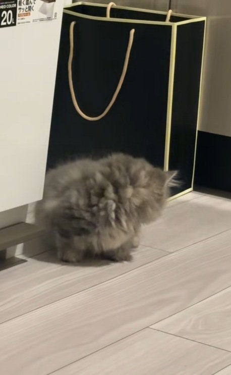 後ろを見ている子猫