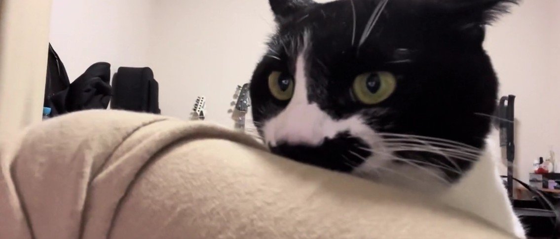 飼い主の服を噛む猫