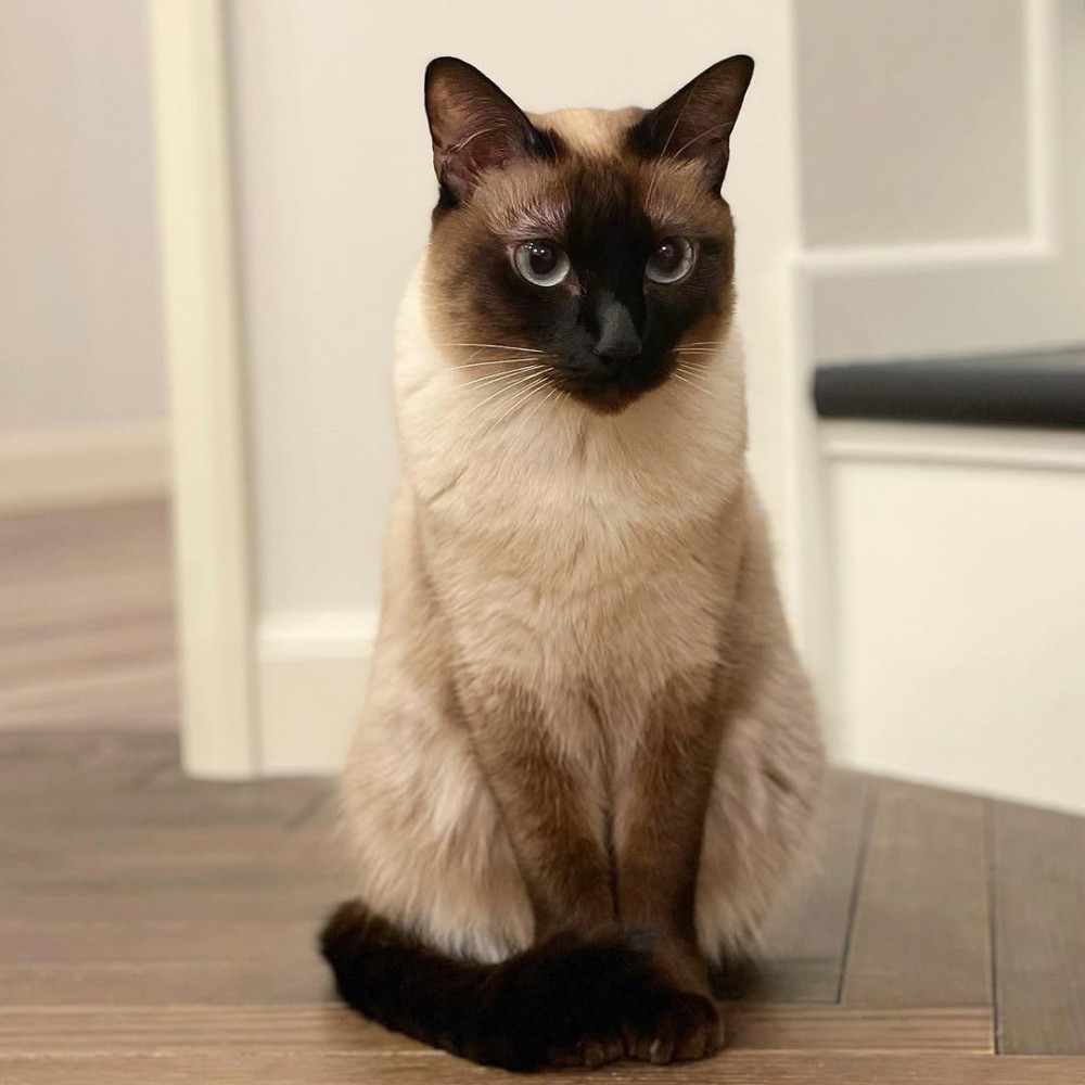 おすわりして前を見る猫