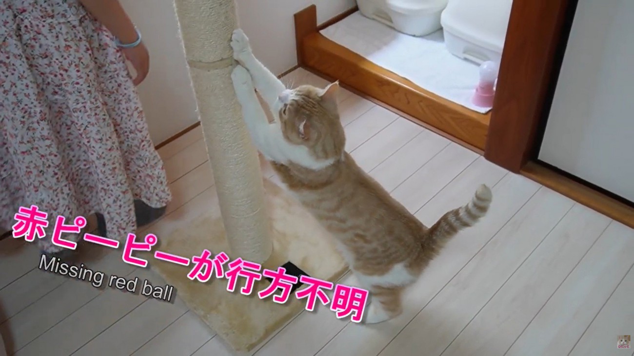 爪を研いでいる猫